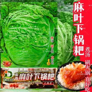 麻叶下锅耙白菜种子贵州早熟火锅菜白菜种孑无筋皱叶秋四季蔬菜籽
