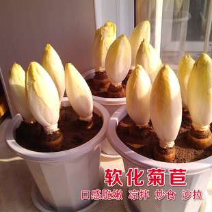 食用软化菊苣种子籽 菜/根金玉兰四季盆栽苗阳台素菜红苣菊蔬菜子