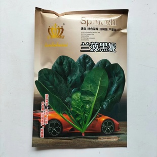 信研兰菠黑妮菠菜种子速生春秋大叶菠菜种籽黑叶深绿蔬菜种子高产