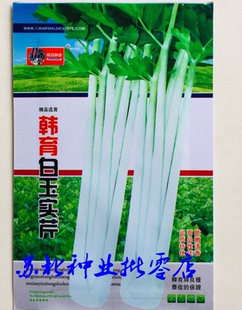 韩育白玉实芹芹菜种子清香脆嫩耐热抗寒农家四季播种优质菜种