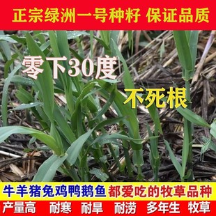 高产巨菌草绿洲一号牧草种子高丹王种子多年生一年四季种籽鱼草