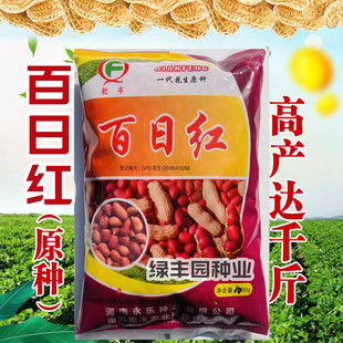 百日红高产红花生种子特色原种花生种籽脱皮精选种孑米抗病早熟