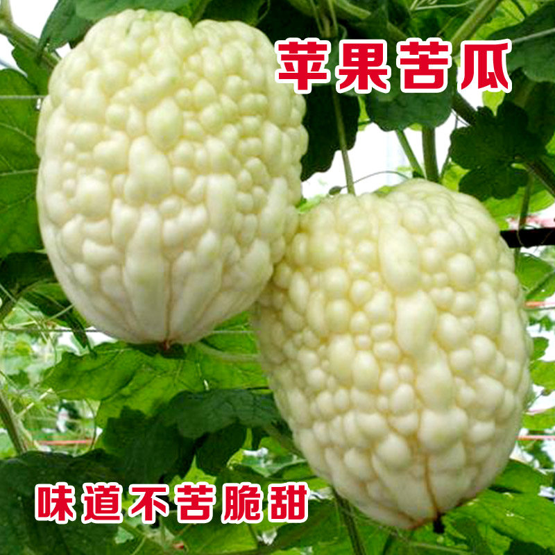 苹果苦瓜种子台湾白玉苦瓜种籽四季盆栽蔬菜特大高产阳台水果秧孑