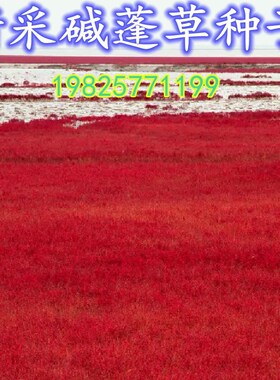 碱蓬草种子红色翅碱蓬卤蓬土壤改善沙荒地绿化耐盐碱治理土壤改良