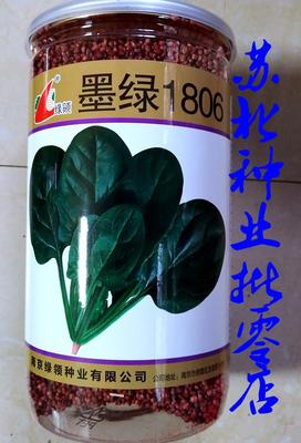 四季墨绿1806菠菜种子早熟高产叶肉肥厚黑圆叶抗寒越冬蔬菜籽