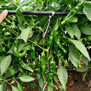 皱皱辣辣椒种子辣子鸡小皱皮辣椒黑绿香辣型辣椒种籽黑金辣椒