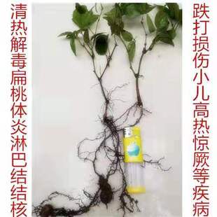 浙江紫藤三叶青苗 种苗葫芦苗带根苗扦插苗