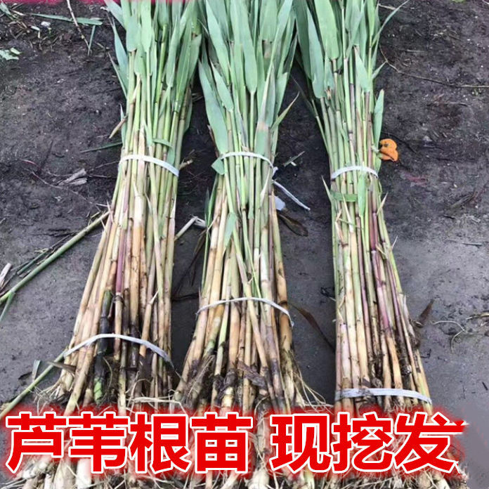 芦苇苗芦苇根芦苇种苗菖蒲苗黄菖蒲水生植物湿地公园造景植物净化 鲜花速递/花卉仿真/绿植园艺 种苗/半成品盆栽 原图主图