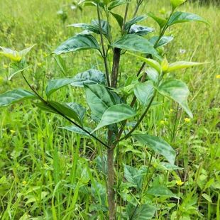 豆腐柴苗 斑鸠树苗 神仙豆腐苗 臭黄荆苗 腐婢苗庭院