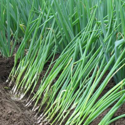 大葱秧苗葱秧子葱栽子山东大葱种苗新鲜葱秧子大葱苗【现挖现发]