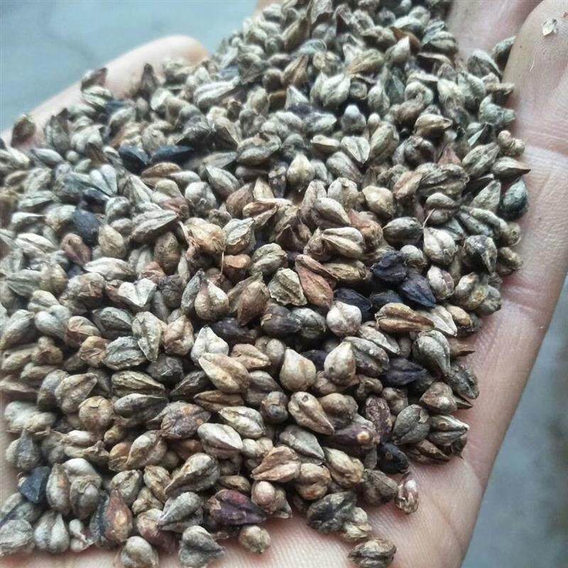 带皮苦荞苦荞种子荞子带壳苦荞麦荞子,种植,酿酒,磨粉专用】