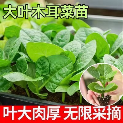 大圆叶带土发货四季阳台盆栽菜园多茬采收高产脆嫩新鲜
