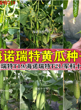 T19黄瓜种子早熟大刺瘤强雌水果黄瓜T21黄瓜种籽