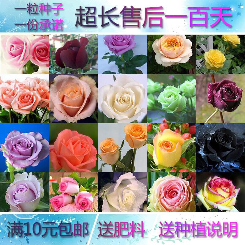 玫瑰花種子四季易種套餐陽臺盆栽庭院玫瑰花種室內花卉綠植物花籽