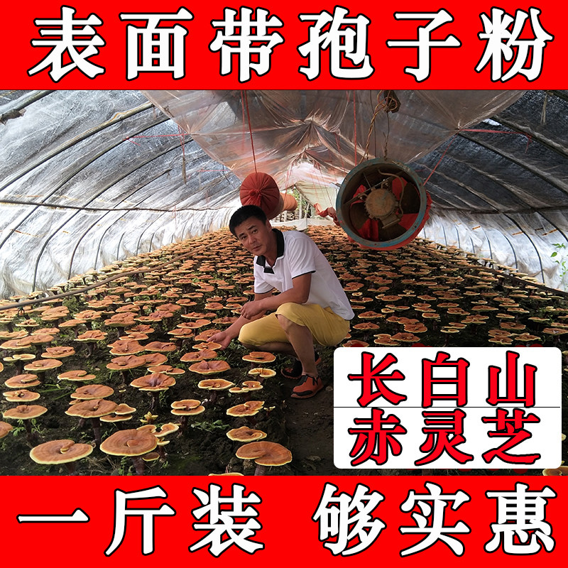 天天特价长白山灵芝500克 表面有灵芝孢子粉 带粉灵芝 赤灵芝紫