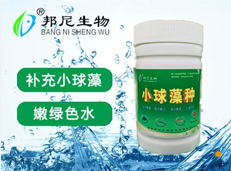 小球藻螃蟹龙虾养殖水产养殖鱼虾蟹贝水产海蟹特大青蟹人工养殖