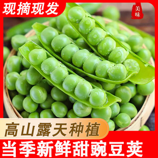 豌豆新鲜云南当带壳青豌豆荚蔬菜新鲜青豆荚脆甜生荷兰豆现摘现发