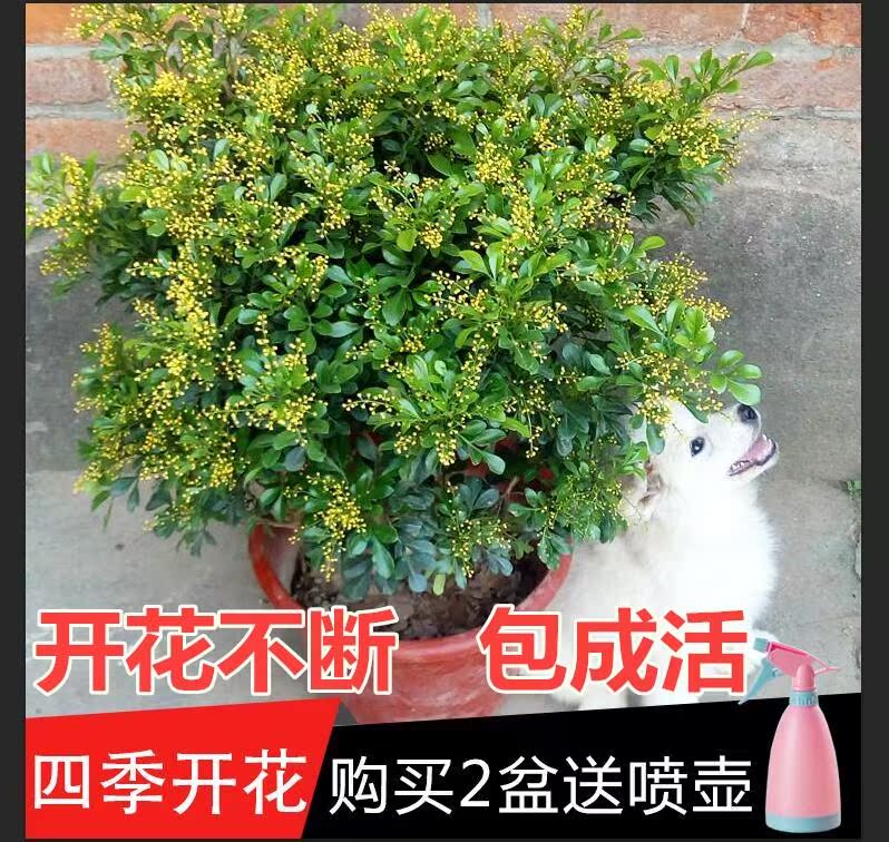 香花植物盆栽室内香米兰盆栽香味花卉绿色四季开花不断净化空气