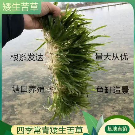 水生植物进口睡莲带花苞盆栽耐寒好养鱼缸池塘水培荷花种根花卉苗
