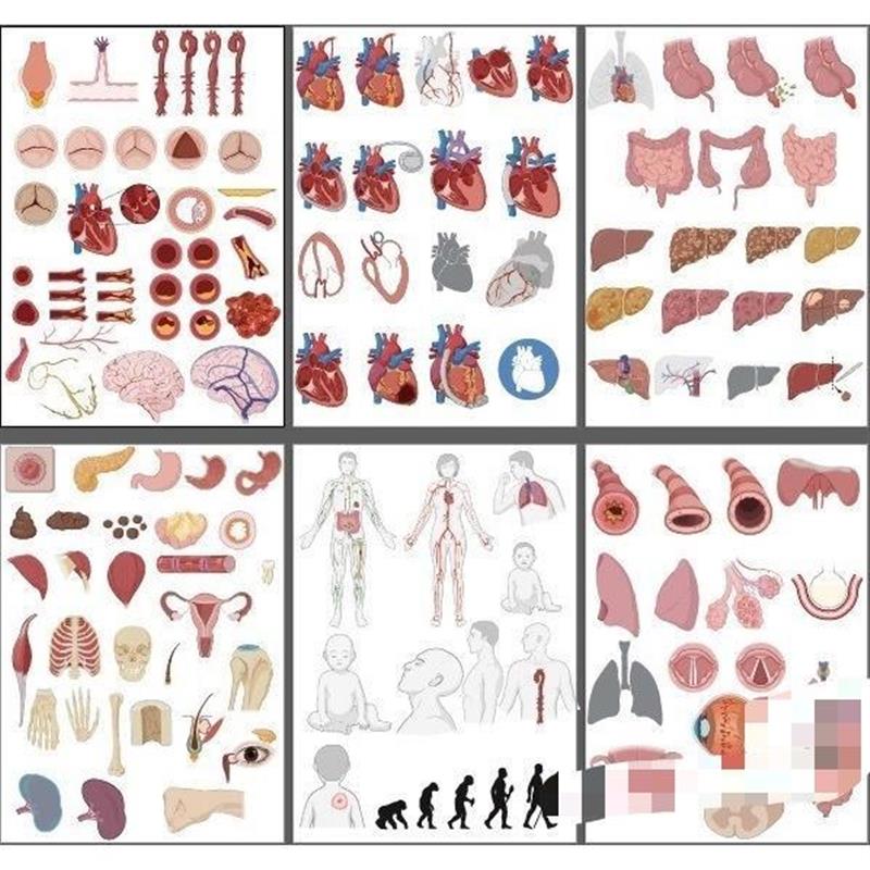 小鼠人体器官心脏细胞实验器材科研绘图设计素材AI矢量图PPT模板