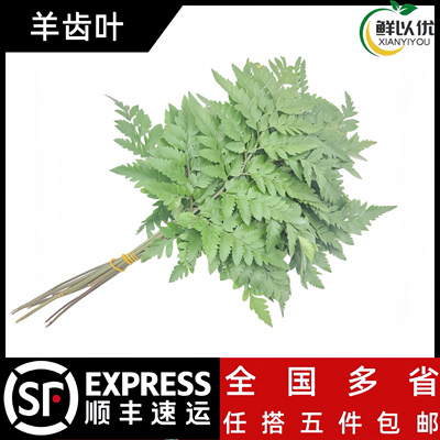 芒叶羊齿叶新鲜杨子叶新鲜蔬菜10支新鲜花草西餐酒店装饰摆盘点缀