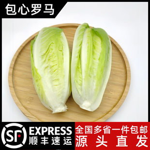 云南新鲜包心罗马生菜黄心嫩罗纹凯撒生菜西餐食材清洗即食沙拉菜