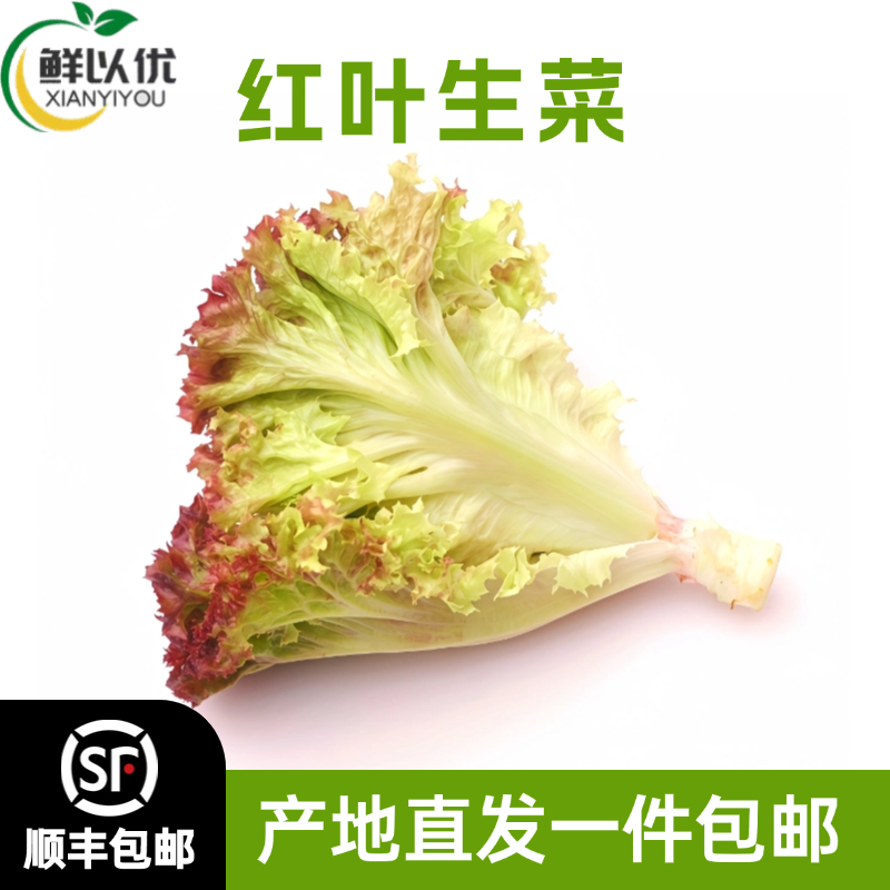 新鲜红叶生菜清洗西餐沙拉蔬菜凉拌健身食材罗莎红紫叶蔬菜