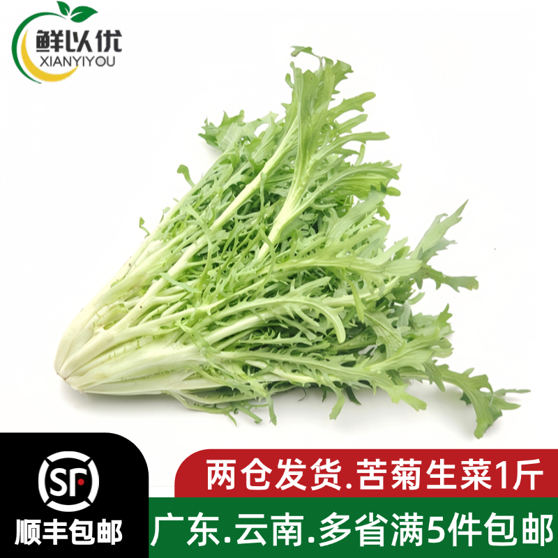苦菊新鲜苦细叶苦叶生菜健身轻食生菜沙拉食材500g即食蔬菜沙拉菜