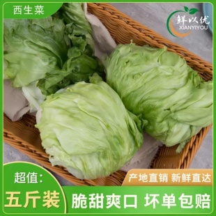 球生菜新鲜西生菜球包菜汉堡生菜蔬菜沙拉食材轻食圆形球生菜