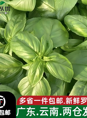 罗勒叶新鲜食用泰式冬阴功汤食材披萨草罗勒青酱西餐调味香料蔬菜