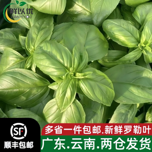 罗勒叶新鲜食用泰式冬阴功汤食材披萨草罗勒青酱西餐调味香料蔬菜