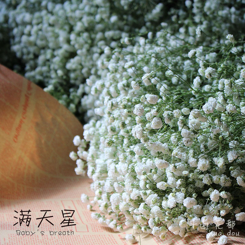 伊洛斯满天星天然干花 彩色满天星  手捧花束 花都直销