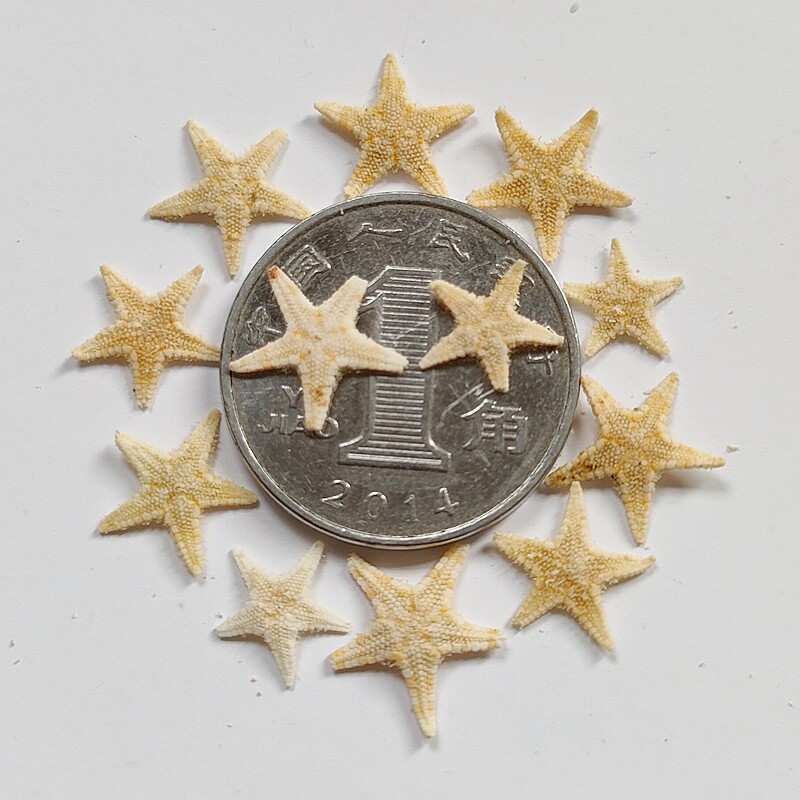 30个迷你天然小海星海螺贝壳滴胶diy手工沙滩海洋瓶少女心装饰料