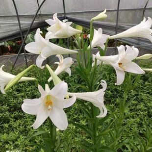 现挖新鲜天然川西百合紫种球白花浓香食用药用煲汤抗病阳台
