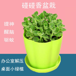 碰碰香一抹香盆栽室内强效驱蚊浓香型香水味植物办公书房客厅绿植