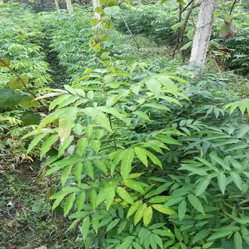 镇宅风水宝树阳台盆栽庭院植物无患菩提子小苗黄金树苗保平安 鲜花速递/花卉仿真/绿植园艺 绿植 原图主图