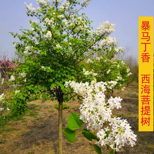 东北暴马树苗西海丁香花庭院
