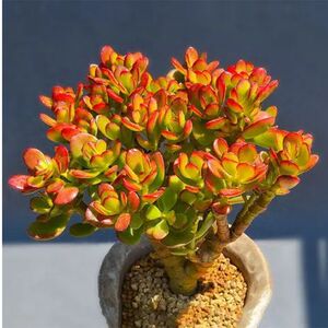 新花月锦价格 新花月锦图片 星期三