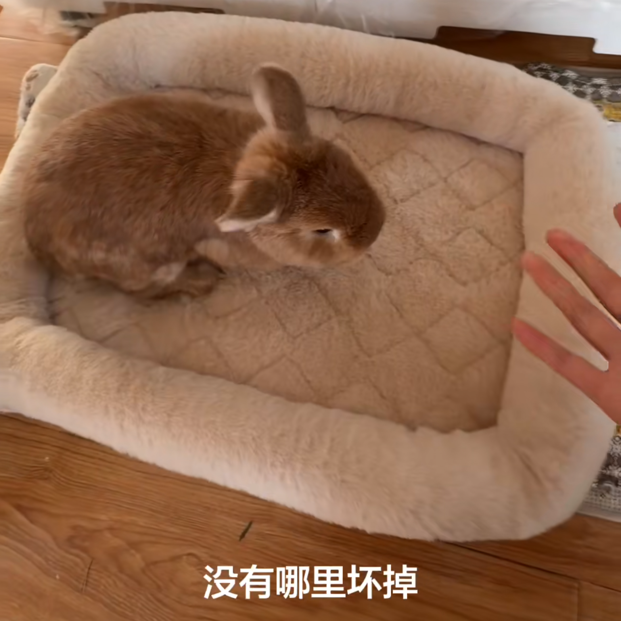 兔子窝冬季保暖仿兔绒猫窝绗缝底可机洗毛绒猫垫子猫咪睡垫猫床,宠物/宠物食品及用品,猫窝/屋/帐篷/沙发,淘宝优惠券,粉丝福利购,淘宝优惠卷