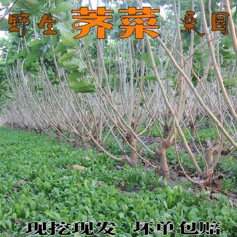 荠菜新鲜现挖现发蔬菜