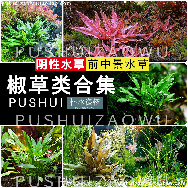 朴水造物鱼缸前中景水草绿温蒂喷泉咖啡气泡泰国青椒红椒草类合集