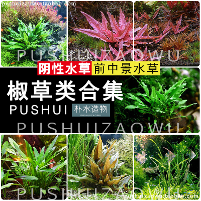 前中景温蒂咖啡气泡泰国红椒水草