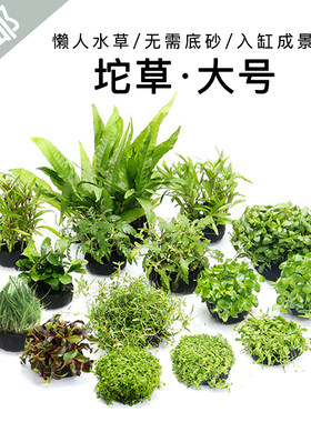 朴水鱼缸造景草草活体珍珠