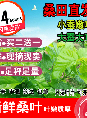 新鲜桑叶蚕宝宝学生养蚕套装桑树叶饲料蚕卵嫩桑叶优质整理大叶
