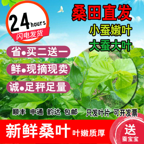 现摘新鲜特嫩桑叶蚕宝宝优质大叶