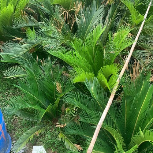 自己家里种的自家种的 带盆的不带盆的都有 冠经八十公--议价商品