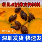 深圳杜比亚蟑螂活体幼体繁殖组蜥蜴龙鱼守宫鬃狮活饵饲料超樱桃