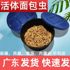 面包虫黄粉虫活体东莞广州发货