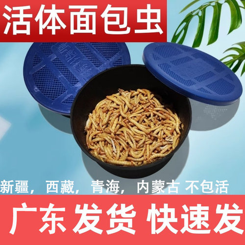 面包虫黄粉虫活体东莞广州发货