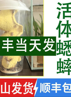 活体白蟋蟀顺丰包邮守宫鱼饲料